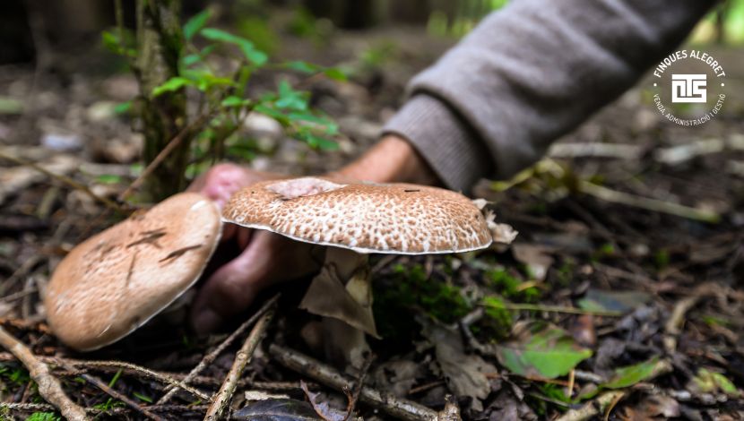 Búsqueda de setas tardías y talleres de conservación invernal en Conca de Dalt