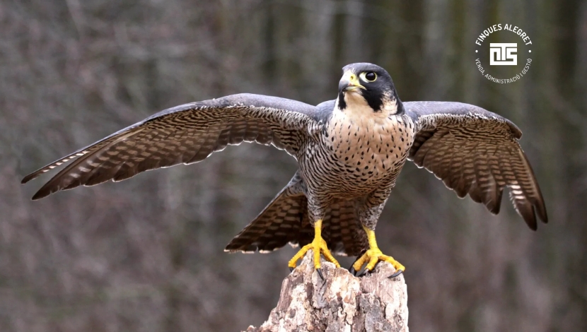5. Observación de fauna invernal y aves rapaces  La Torre de Cabdella