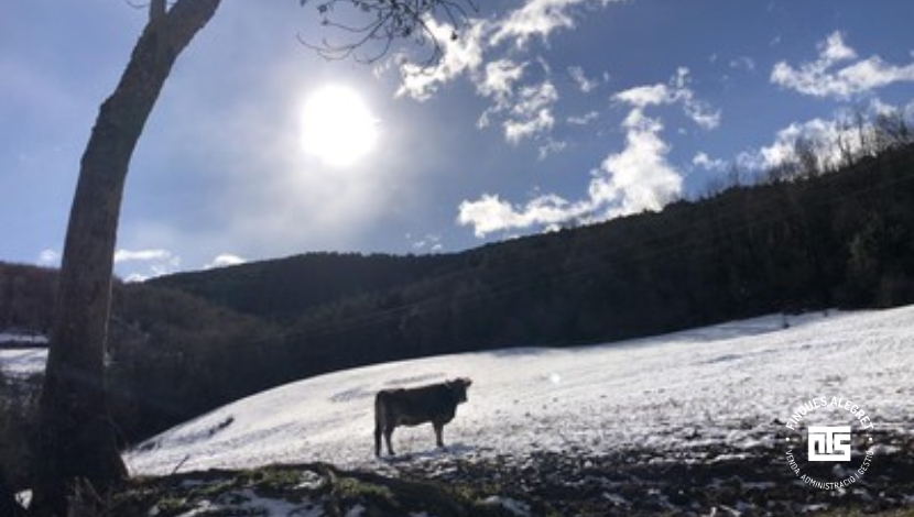 5. Observación de fauna, huellas y fotografía invernal