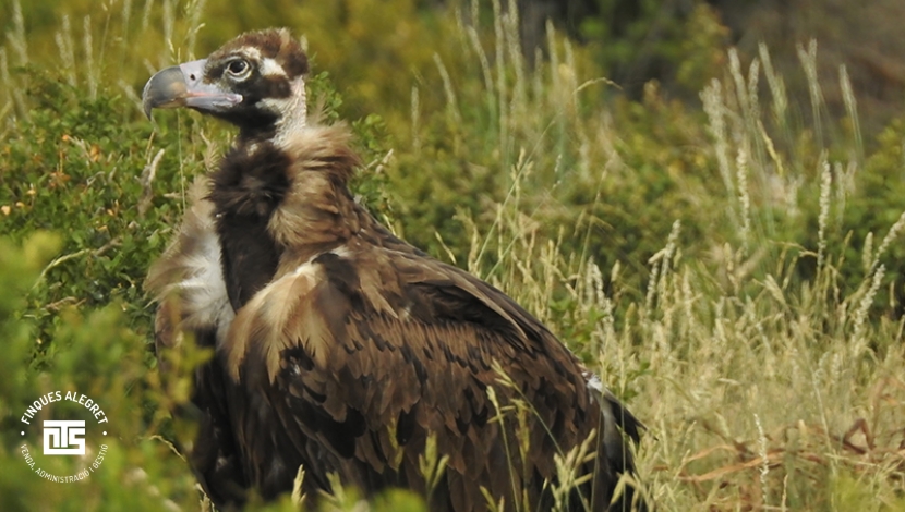 Observación de aves y naturaleza_ la riqueza de la ribera y los campos salars
